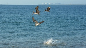 A trio of elegant brown pelicans fishing in Banderas Bay, Puerto Vallarta, Mexico.