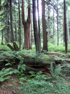 This shot shows why I'm drawn to the beautiful forest of Stanley Park (Vancouver, B.C.)