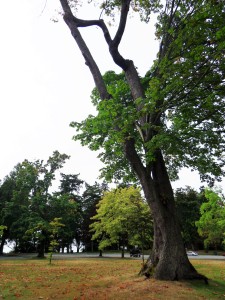 A beautiful harp-shaped tree in Stanley Park (Vancouver, B.C.), a severe wind has since blown the branch down that created this lovely shape.