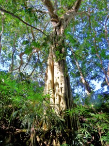 The unique Strangler tree shot in the Vallarta Botanical Gardens near Puerto Vallarta, Mexico.