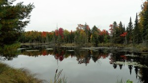 Beautiful Autumn colours captured at a swamp near Haliburton, Ontario.