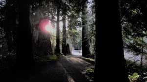 Capturing the sun on a wintry trail in the forest of Stanley Park (Vancouver, B.C.).